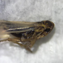 Kelisia sima